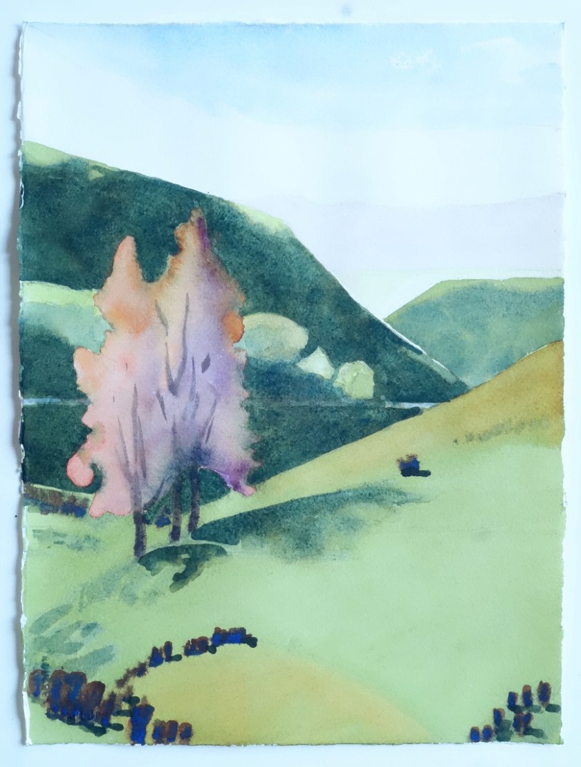 AdmiralHill Big Tree 5.jpg