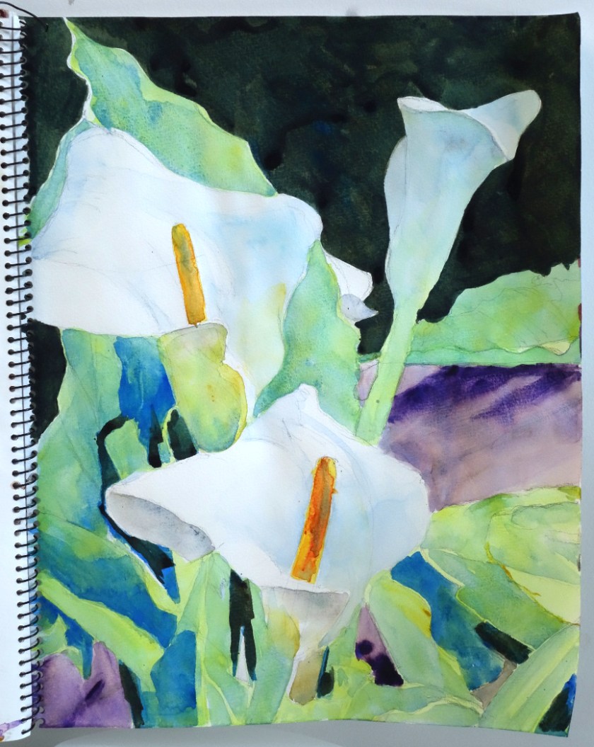 Cala Lilies 3 sketch.jpg